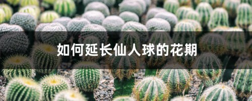 如何延长仙人球的花期