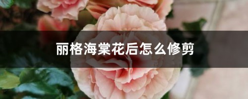 丽格海棠花后怎么修剪