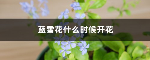 蓝雪花什么时候开花