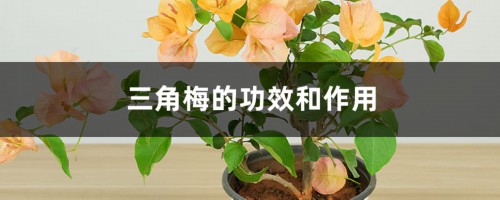 三角梅的功效和作用