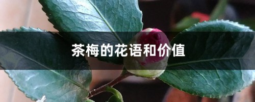 茶梅的花语和价值