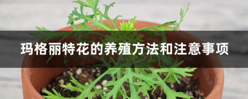 玛格丽特花的养殖方法和注意事项