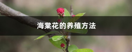 海棠花的养殖方法