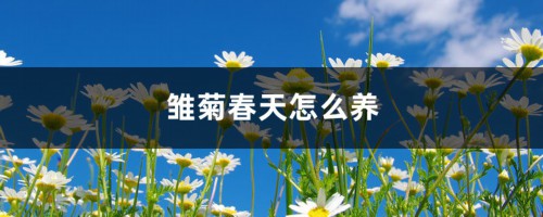 雏菊春天怎么养