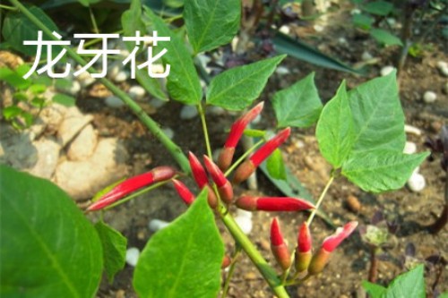 龙牙花