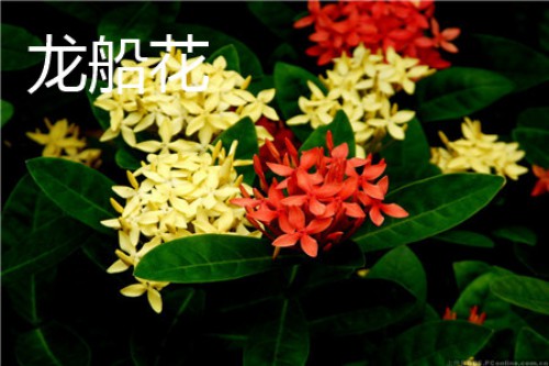 龙船花