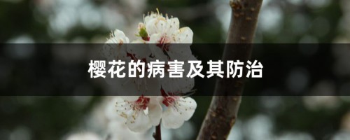 樱花的病害及其防治