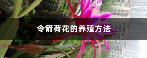 令箭荷花的养殖方法