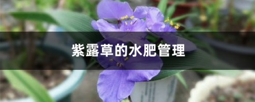 紫露草的水肥管理