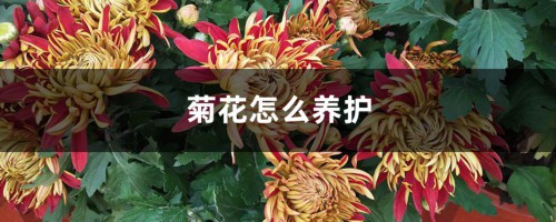 菊花怎么养护